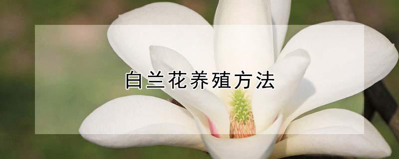 白兰花养殖方法（白兰花养殖方法施肥）