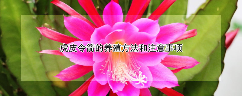 虎皮令箭的养殖方法和注意事项 虎皮令箭的养殖方法和注意事项大全