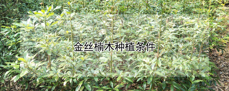 金丝楠木种植条件（金丝楠木种植条件要求）