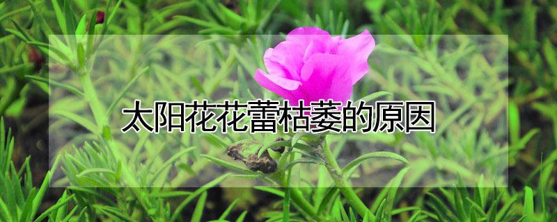 太阳花花蕾枯萎的原因 太阳花花蕾都枯萎了什么原因