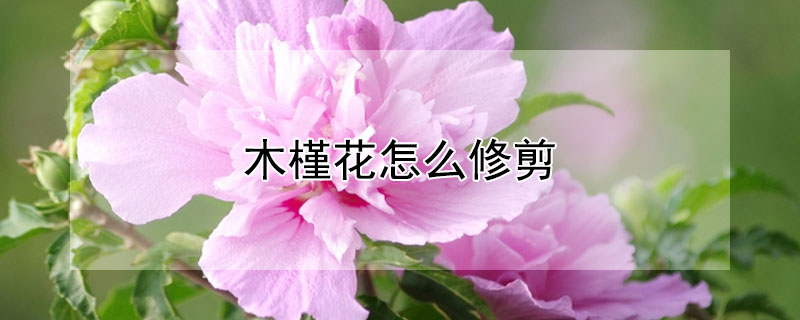 木槿花怎么修剪 木槿花怎么修剪图解