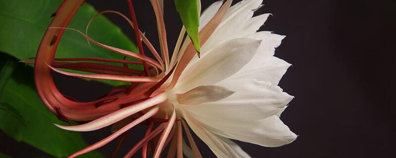 假昙花栽植方法（假昙花栽植方法有哪些）