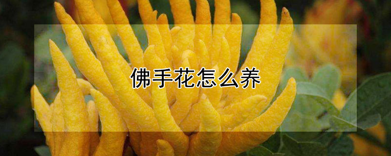 佛手花怎么养（佛手花怎么养殖）