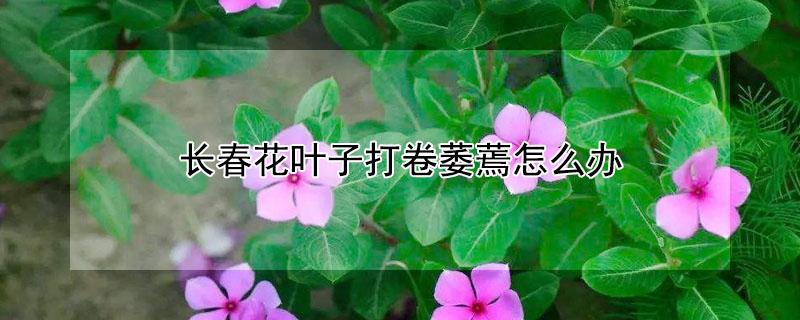 长春花叶子打卷萎蔫怎么办 长春花叶子打蔫儿了该怎么办