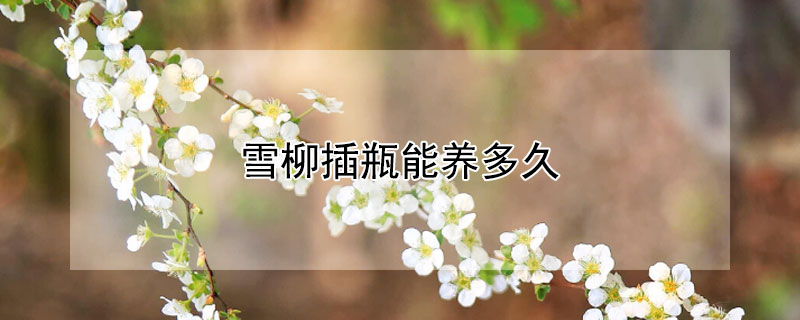 雪柳插瓶能养多久（雪柳插水能养多久）