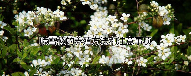 喷雪花的养殖方法和注意事项 喷雪花和绣线菊哪个更好看