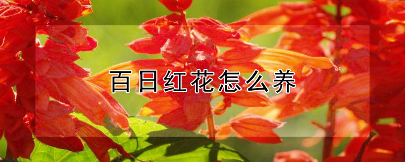 百日红花怎么养（百日红花怎么养才能开花）