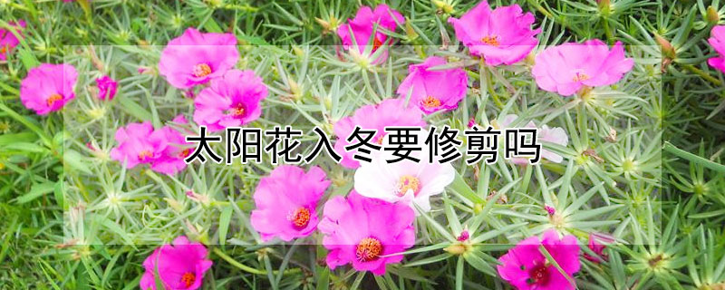 太阳花入冬要修剪吗（太阳花入冬要修剪吗图片）