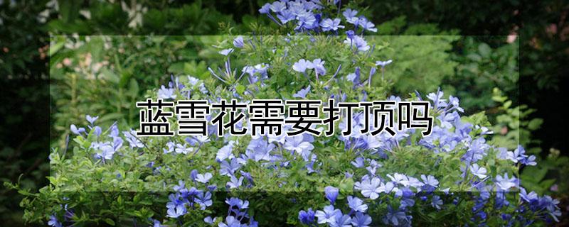 蓝雪花需要打顶吗（蓝雪花需要打顶吗视频）
