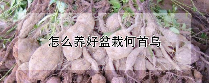 怎么养好盆栽何首乌（盆栽何首乌的养殖方法）