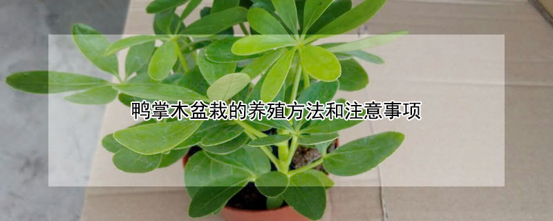 鸭掌木盆栽的养殖方法和注意事项 鸭掌木盆栽的养殖方法和注意事项视频