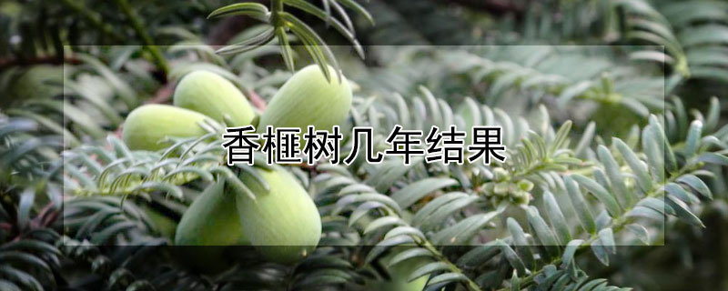香榧树几年结果 香榧树几年能结果