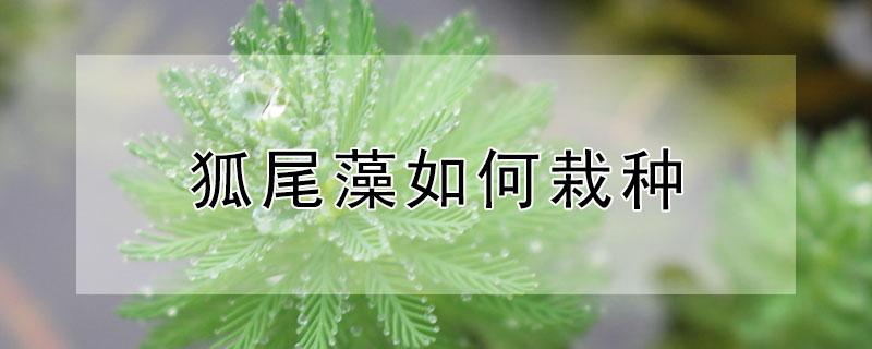 狐尾藻如何栽种 狐尾藻怎么种植 适合水深