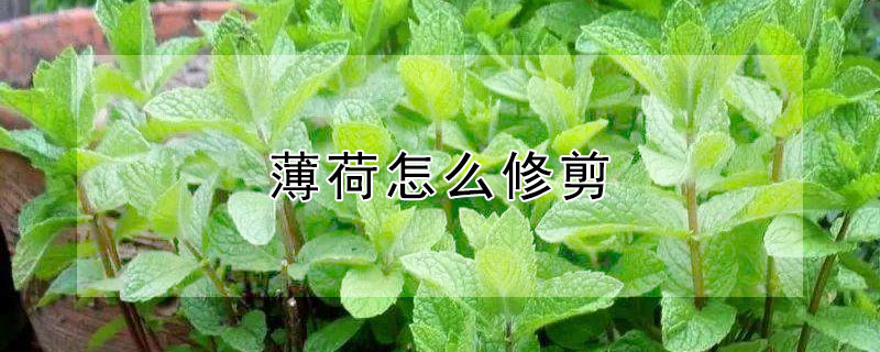 薄荷怎么修剪 薄荷怎么修剪才好看