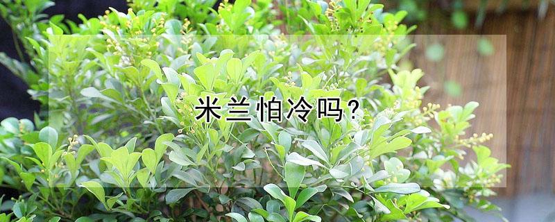 米兰怕冷吗?（米兰怕冷吗?能越冬吗?）