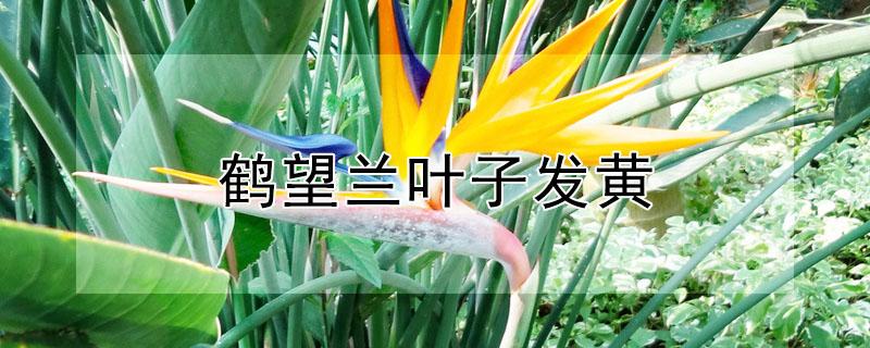 鹤望兰叶子发黄（鹤望兰叶子发黄是什么原因）