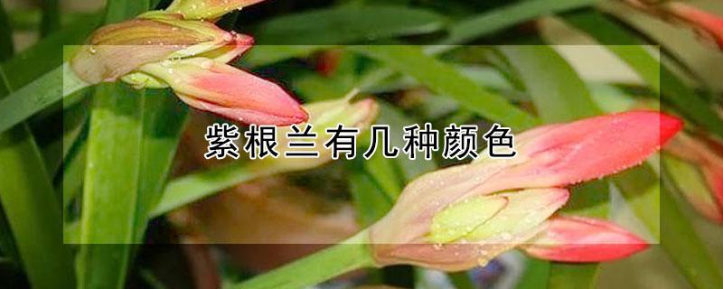 紫根兰有几种颜色 紫根兰有几种颜色和图片