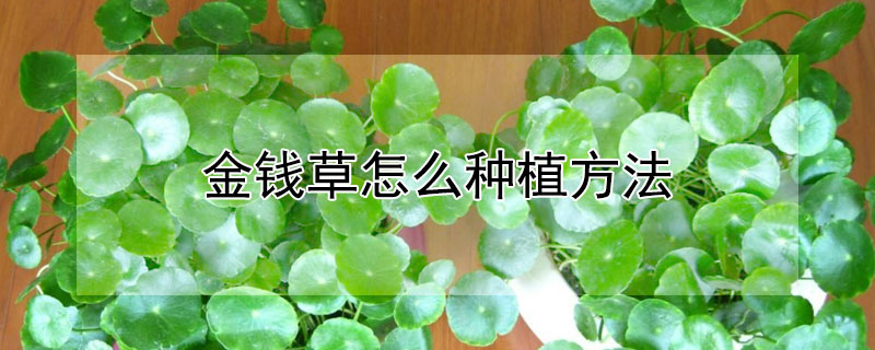 金钱草怎么种植方法（金钱草怎么种植方法视频）