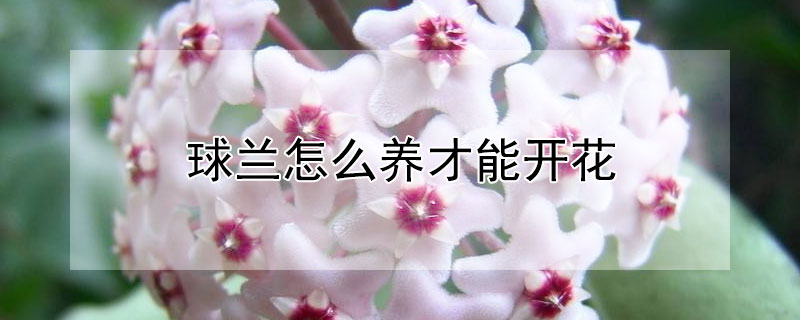 球兰怎么养才能开花（球兰几年才能开花）
