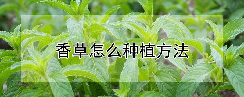 香草怎么种植方法（香草怎么种植方法图解）
