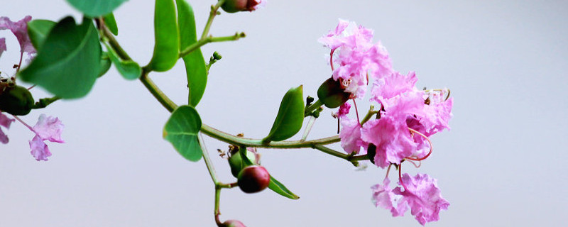 紫薇花枝条怎么水培（紫薇花枝条怎么水培视频）
