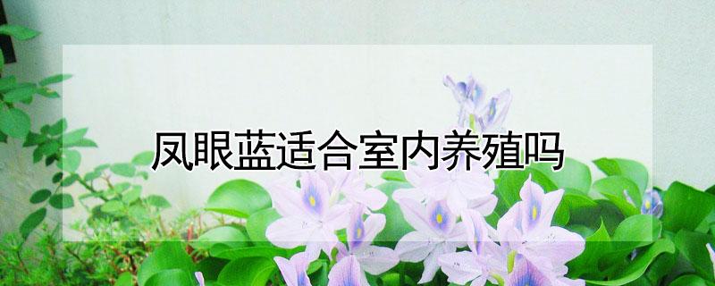 凤眼蓝适合室内养殖吗（凤眼蓝适合室内养殖吗图片）