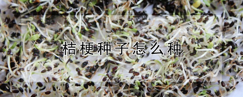 桔梗种子怎么种（桔梗种子种植方法和时间）
