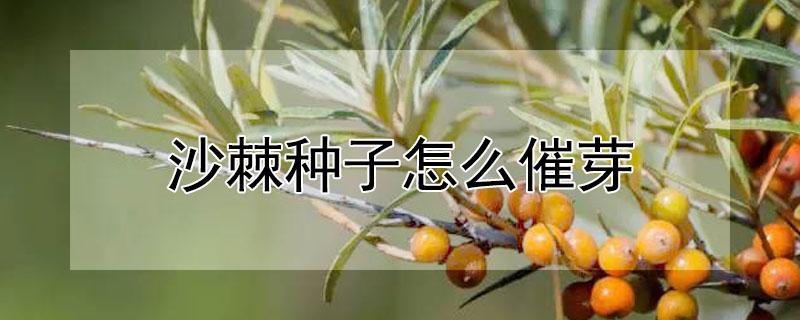 沙棘种子怎么催芽（沙棘种子怎么催芽最好）
