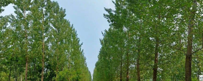 杨树冬季可以施肥吗 杨树冬天可以施肥吗