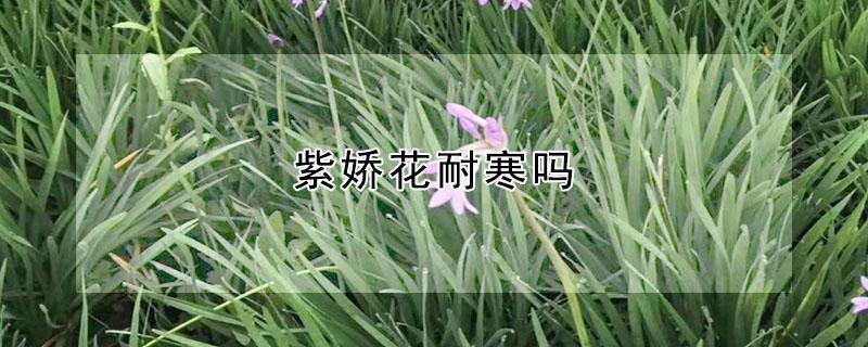 紫娇花耐寒吗（紫娇花耐寒多少度）