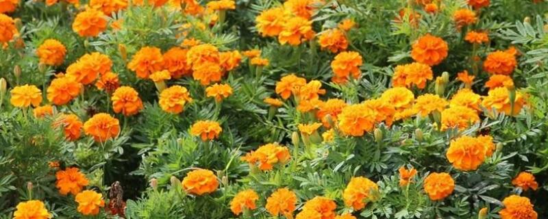 孔雀菊怎么种植 孔雀菊怎么种植方法视频