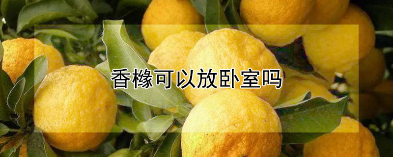 香橼可以放卧室吗（香橼可以放卧室吗有毒吗）