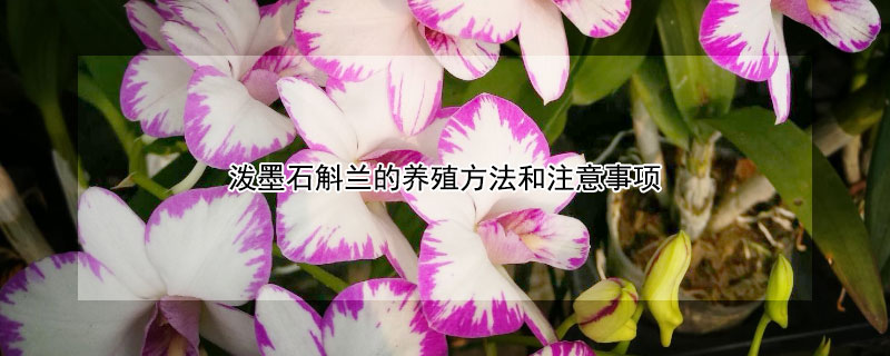 泼墨石斛兰的养殖方法和注意事项（水培泼墨石斛兰的养殖方法和注意事项）