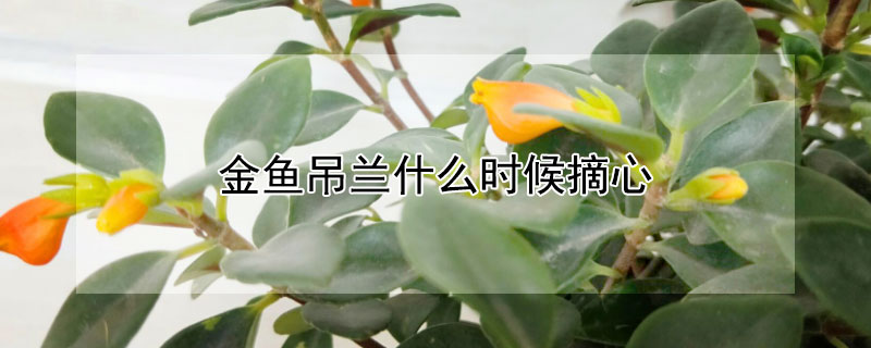 金鱼吊兰什么时候摘心 金鱼吊兰什么时候摘心比较合适