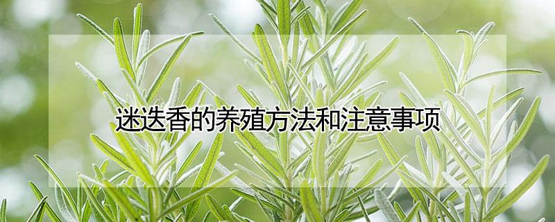迷迭香的养殖方法和注意事项（迷迭香的养殖方法和注意事项视频）
