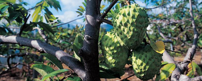 释迦树的种植 释迦树种植与剪枝