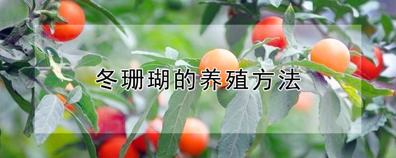 冬珊瑚的养殖方法（冬珊瑚的养殖方法和视频）