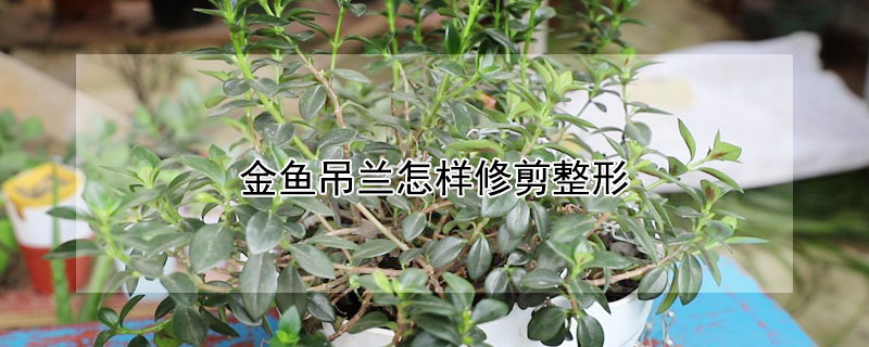 金鱼吊兰怎样修剪整形 金鱼吊兰怎样修剪整形好看