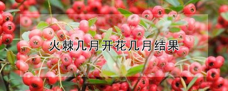 火棘几月开花几月结果（火棘几月份开花）