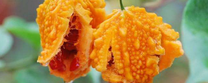 金铃子种植时间和方法（金铃子种植时间和方法图解）