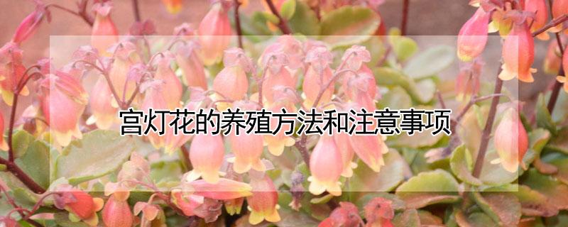 宫灯花的养殖方法和注意事项（宫灯花图片）