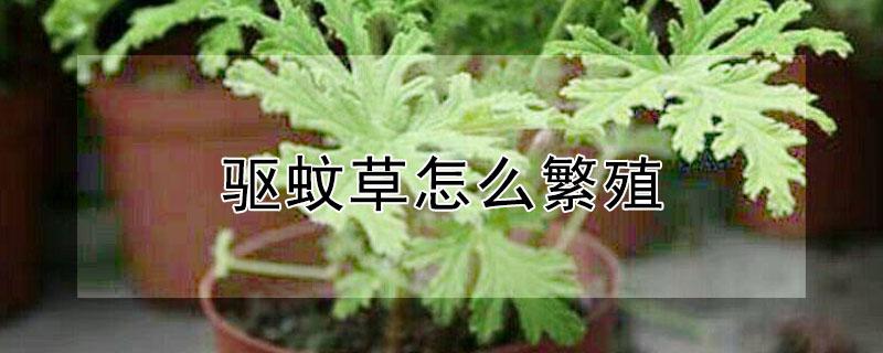 驱蚊草怎么繁殖（驱蚊草怎么繁殖的图片）