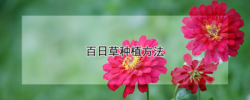 百日草种植方法（百日草种植方法全过程）