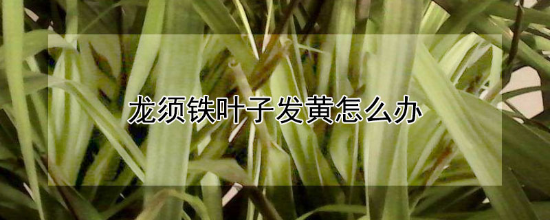 龙须铁叶子发黄怎么办 龙须铁叶子发黄怎么办视频