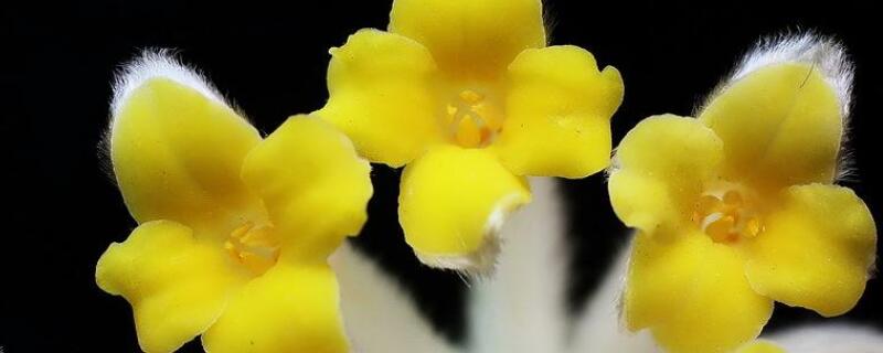 结香花叶子发黄怎么办（结香花干叶都黄了是什么情况?）
