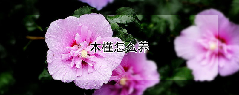 木槿怎么养（木槿怎么养护）
