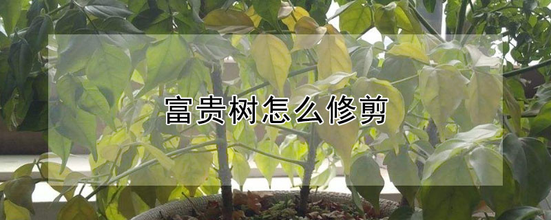 富贵树怎么修剪（富贵树怎么修剪枝叶视频）