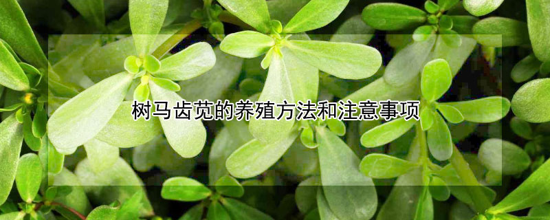 树马齿苋的养殖方法和注意事项 树马齿苋怎么养法