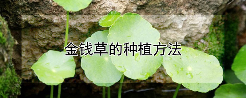 金钱草的种植方法（金钱草的种植方法与图片）