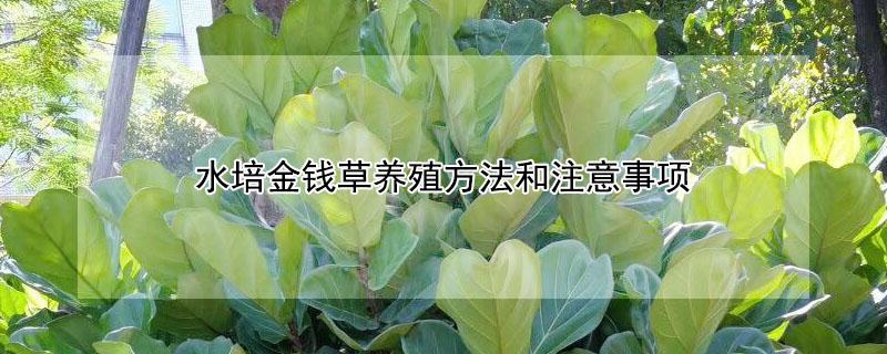 琴叶榕多久能长大 琴叶榕多久能长大成型